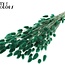 Queue de lièvre séchée Premium | Couleur : Vert | Fleurs séchées Lagurus Ovatus | Longueur ± 70 centimètres | Poids 100 grammes | Par bouquet