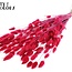 Queues de lièvre séchées Premium | Couleur : Cerise | Fleurs séchées Lagurus Ovatus | Longueur ± 70 centimètres | Poids 100 grammes | Par bouquet