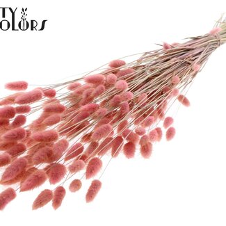 QC Queue de lièvre séchée Premium | Couleur : Rose clair | Fleurs séchées Lagurus Ovatus | Longueur ± 70 centimètres | Poids 100 grammes | Par bouquet