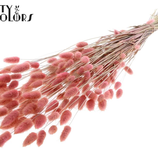 Gedroogde Hazenstaartjes Premium | Kleur: Lichtroze | Lagurus Ovatus droogbloemen | Lengte ± 70 centimeter | Gewicht 100 gram | Per bos