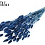 Gedroogde Hazenstaartjes Premium | Kleur: Donkerblauw | Lagurus Ovatus droogbloemen | Lengte ± 70 centimeter | Gewicht 100 gram | Per bos