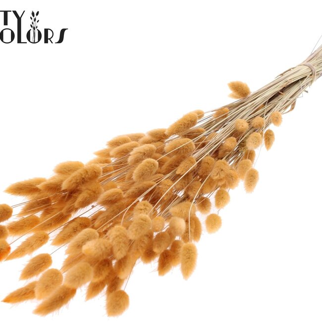 Queue de lièvre séchée Premium | Couleur : Saumon | Lagurus Ovatus fleurs séchées | Longueur ± 70 centimètres | Poids 100 grammes | Par bouquet