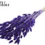 Dried Hare's Tails Premium | Colour: Purple | Lagurus Ovatus dried flowers | Length ± 70 centimetres | Weight 100 grams | Per bunch