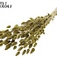 Gedroogde Hazenstaartjes Premium | Kleur: Olijfgroen | Lagurus Ovatus droogbloemen | Lengte ± 70 centimeter | Gewicht 100 gram | Per bos