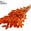 Dried Bunny Tails Premium | Colour: Orange | Lagurus Ovatus dried flowers | Length ± 70 centimetres | Weight 100 grams | Per bunch