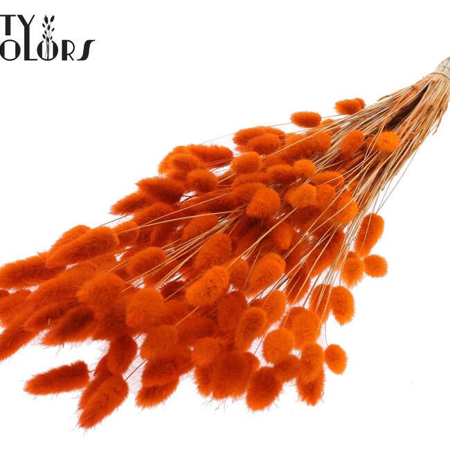 Dried Bunny Tails Premium | Colour: Orange | Lagurus Ovatus dried flowers | Length ± 70 centimetres | Weight 100 grams | Per bunch