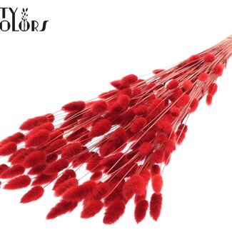 QC Queue de lièvre séchée Premium | Couleur : Rouge | Fleurs séchées Lagurus Ovatus | Longueur ± 70 centimètres | Poids 100 grammes | Par bouquet