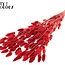 Getrocknete Hasenschwänzchen Premium | Farbe: Rot | Lagurus Ovatus Trockenblumen | Länge ± 70 Zentimeter | Gewicht 100 Gramm | Pro Bund