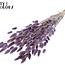 Dried Bunny Tails Premium | Colour: Milka Purple | Lagurus Ovatus dried flowers | Length ± 70 centimetres | Weight 100 grams | Per bunch