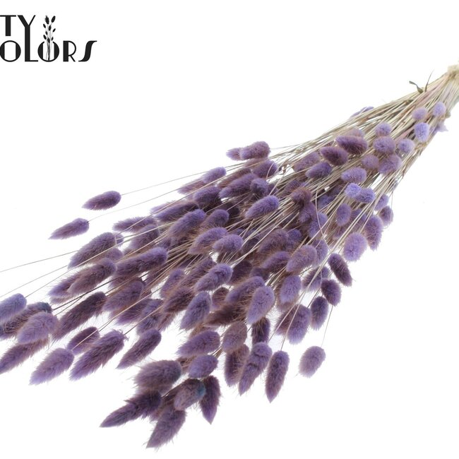 Dried Bunny Tails Premium | Colour: Milka Purple | Lagurus Ovatus dried flowers | Length ± 70 centimetres | Weight 100 grams | Per bunch