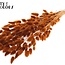 Gedroogde Hazenstaartjes Premium | Kleur: Terracotta | Lagurus Ovatus droogbloemen | Lengte ± 70 centimeter | Gewicht 100 gram | Per bos
