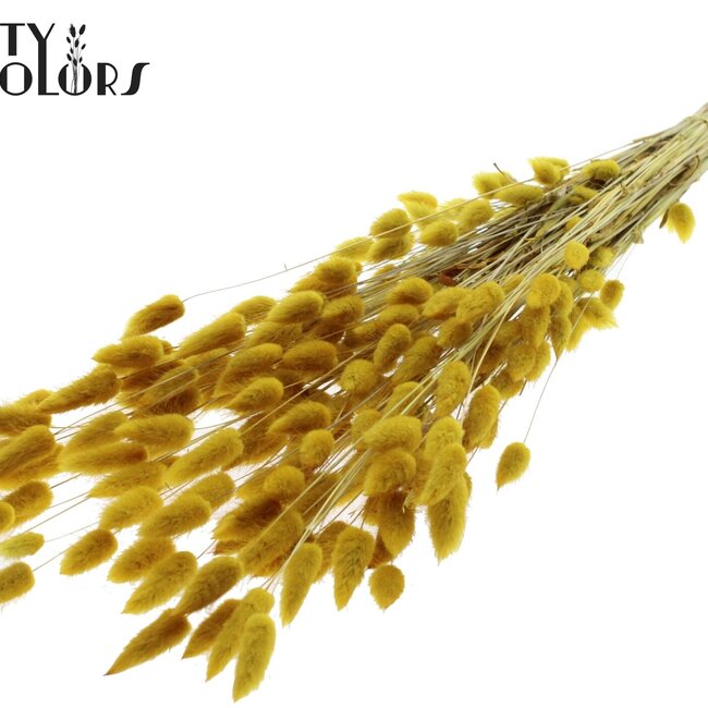 Getrocknete Hasenschwänzchen Premium | Farbe: Gelb | Lagurus Ovatus Trockenblumen | Länge ± 70 Zentimeter | Gewicht 100 Gramm | Pro Bund