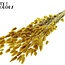 Queue de lièvre séchée Premium | Couleur : Jaune | Fleurs séchées Lagurus Ovatus | Longueur ± 70 centimètres | Poids 100 grammes | Par bouquet