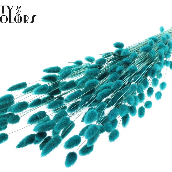Gedroogde Hazenstaartjes Premium | Kleur: Turquoise | Lagurus Ovatus droogbloemen | Lengte ± 70 centimeter | Gewicht 100 gram | Per bos