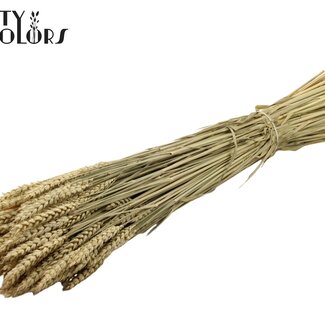 QC Gedroogde Tarwe | Kleur: Naturelle Bruin | Triticum Droogbloemen | Lengte ± 60 centimeter | Gewicht 220 gram | Per bos