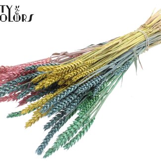 QC Gedroogde Tarwe | Pastel Prism | Kleur: Gemengde Kleuren | Triticum Droogbloemen | Lengte ± 60 centimeter | Gewicht 220 gram | Per bos
