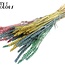 Gedroogde Tarwe | Pastel Prism | Kleur: Gemengde Kleuren | Triticum Droogbloemen | Lengte ± 60 centimeter | Gewicht 220 gram | Per bos