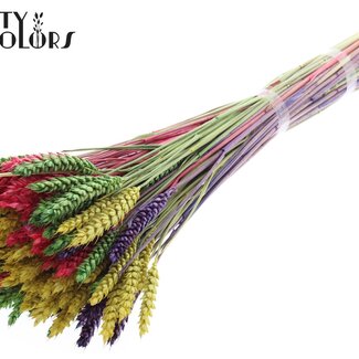 QC Blé Séché | Coloré 2 | Couleur : Couleurs Mixtes | Triticum Fleurs Séchées | Longueur ± 60 centimètres | Poids 220 grammes | Par bouquet
