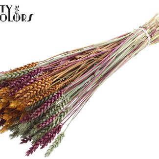 QC Getrockneter Weizen | Pumpkin Spice | Farbe: Gemischte Farben | Triticum Trockenblumen | Länge ± 60 Zentimeter | Gewicht 220 Gramm | Pro Bund