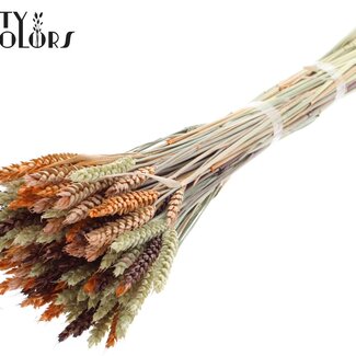 QC Getrockneter Weizen | Bunt 3 | Farbe: Gemischte Farben | Triticum Trockenblumen | Länge ± 60 Zentimeter | Gewicht 220 Gramm | Pro Bund