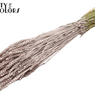 QC Dried Wheat | Colour: Champagne | Triticum Dried Flowers | Length ± 60 centimetres | Weight 220 grams | Per bunch