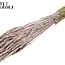Gedroogde Tarwe | Kleur: Champagnekleurig | Triticum Droogbloemen | Lengte ± 60 centimeter | Gewicht 220 gram | Per bos