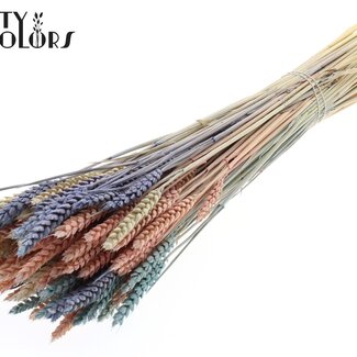 QC Gedroogde Tarwe | Kleurrijk 1 | Kleur: Gemengde Kleuren | Triticum Droogbloemen | Lengte ± 60 centimeter | Gewicht 220 gram | Per bos