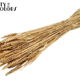 QC Gedroogde Tarwe | Kleur: Antiek Goudkleurig | Triticum Droogbloemen | Lengte ± 60 centimeter | Gewicht 220 gram | Per bos