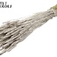 Gedroogde Tarwe | Kleur: Platinakleurig | Triticum Droogbloemen | Lengte ± 60 centimeter | Gewicht 220 gram | Per bos