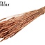 Gedroogde Tarwe | Kleur: Koperkleurig | Triticum Droogbloemen | Lengte ± 60 centimeter | Gewicht 220 gram | Per bos