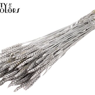 QC Getrockneter Weizen | Farbe: Silberfarben | Triticum Trockenblumen | Länge ± 60 Zentimeter | Gewicht 220 Gramm | Pro Bund
