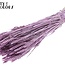 Gedroogde Tarwe | Kleur: Metallic Roze | Triticum Droogbloemen | Lengte ± 60 centimeter | Gewicht 220 gram | Per bos
