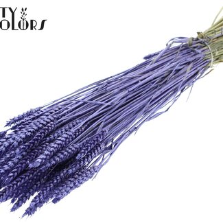 QC Dried Wheat | Colour: Metallic Purple | Triticum Dried Flowers | Length ± 60 centimetres | Weight 220 grams | Per bunch