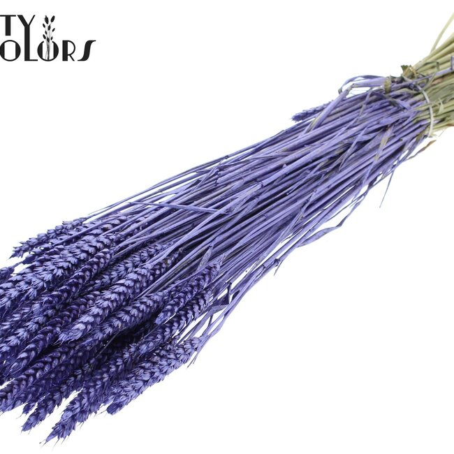Getrockneter Weizen | Farbe: Metallic Lila | Triticum Trockenblumen | Länge ± 60 Zentimeter | Gewicht 220 Gramm | Pro Bund