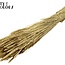 Dried Wheat | Colour: Golden | Triticum Dried Flowers | Length ± 60 centimetres | Weight 220 grams | Per bunch
