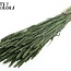 Blé Séché | Couleur : Vert Perle | Triticum Fleurs Séchées | Longueur ± 60 centimètres | Poids 220 grammes | Par bouquet