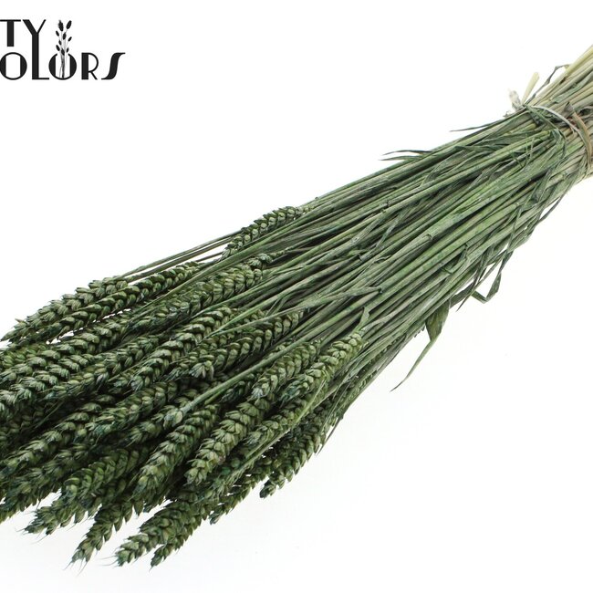 Gedroogde Tarwe | Kleur: Pearl Groen | Triticum Droogbloemen | Lengte ± 60 centimeter | Gewicht 220 gram | Per bos
