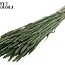 Gedroogde Tarwe | Kleur: Pearl Groen | Triticum Droogbloemen | Lengte ± 60 centimeter | Gewicht 220 gram | Per bos