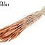 Gedroogde Tarwe | Kleur: Pearl Oranje | Triticum Droogbloemen | Lengte ± 60 centimeter | Gewicht 220 gram | Per bos