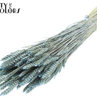 QC Gedroogde Tarwe | Kleur: Pearl Lichtblauw | Triticum Droogbloemen | Lengte ± 60 centimeter | Gewicht 220 gram | Per bos