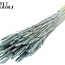 Dried Wheat | Colour: Pearl Light Blue | Triticum Dried Flowers | Length ± 60 centimetres | Weight 220 grams | Per bunch