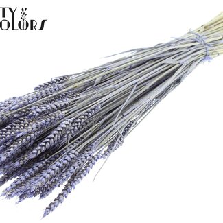 QC Dried Wheat | Colour: Pearl Milk Purple | Triticum Dried Flowers | Length ± 60 centimetres | Weight 220 grams | Per bunch
