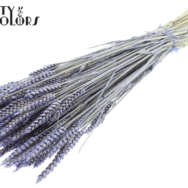 Getrockneter Weizen | Farbe: Pearl Milkaviolet | Triticum Trockenblumen | Länge ± 60 Zentimeter | Gewicht 220 Gramm | Pro Bund