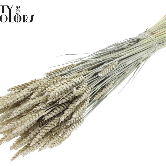 Blé Séché | Couleur : Blanc Perle | Triticum Fleurs Séchées | Longueur ± 60 centimètres | Poids 220 grammes | Par bouquet