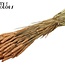 Gedroogde Tarwe | Kleur: Frosted Zalmkleurig | Triticum Droogbloemen | Lengte ± 60 centimeter | Gewicht 220 gram | Per bos