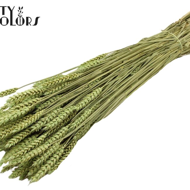 Dried Wheat | Colour: Frosted Mint Green | Triticum Dried Flowers | Length ± 60 centimetres | Weight 220 grams | Per bunch