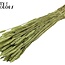 Gedroogde Tarwe | Kleur: Frosted Mintgroen | Triticum Droogbloemen | Lengte ± 60 centimeter | Gewicht 220 gram | Per bos