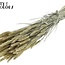 Blé Séché | Couleur : Jaune Clair Givré | Triticum Fleurs Séchées | Longueur ± 60 centimètres | Poids 220 grammes | Par bouquet