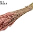 Gedroogde Tarwe | Kleur: Frosted Roze | Triticum Droogbloemen | Lengte ± 60 centimeter | Gewicht 220 gram | Per bos