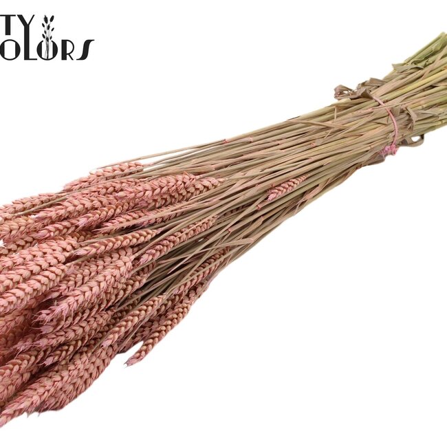 Blé Séché | Couleur : Rose Givré | Triticum Fleurs Séchées | Longueur ± 60 centimètres | Poids 220 grammes | Par bouquet